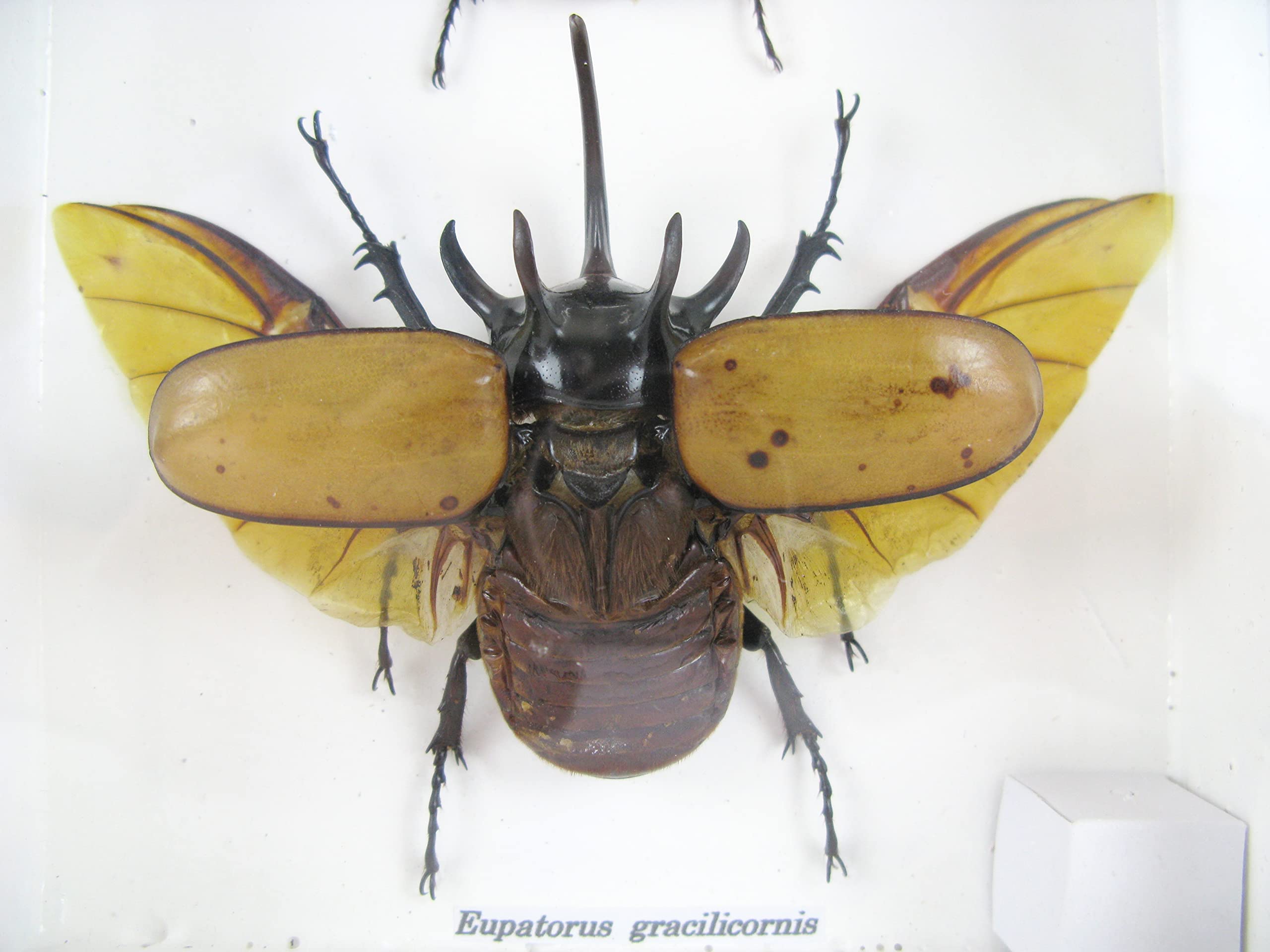 Véritables insectes magnifiques dans une vitrine 3D – Tableau mural encadré – Taxidermie – Entomologie – (2 x Eupatorus gracilicornis M&F ouverts en haut)