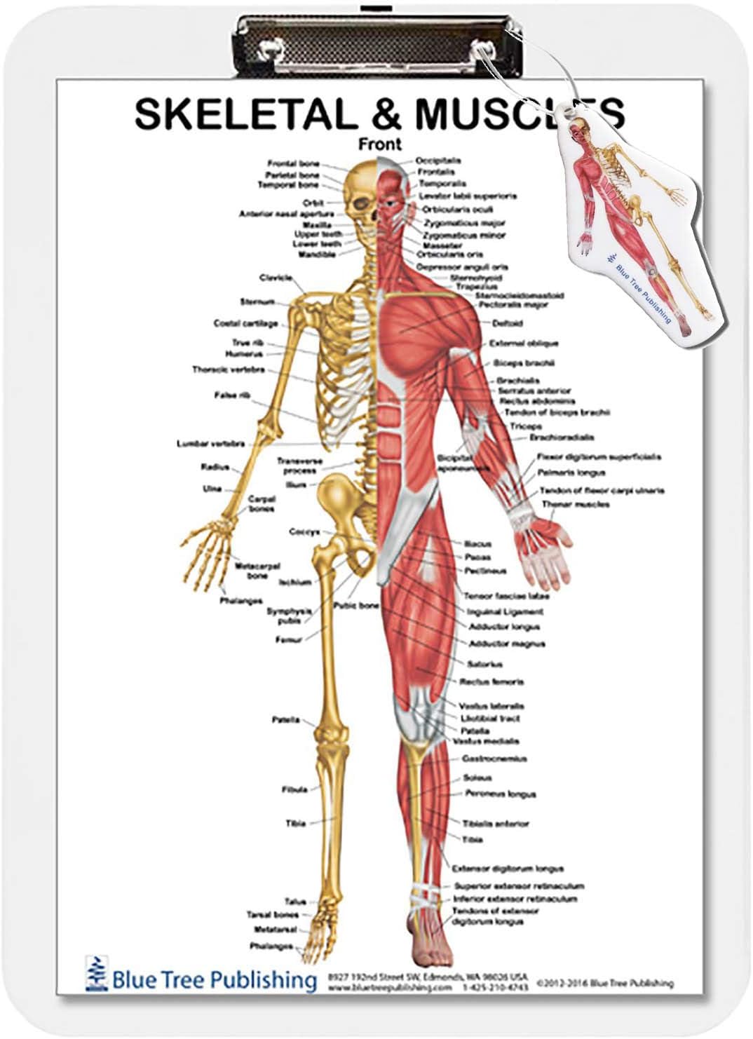 Muscle Anatomy and Skeletal Dry Erase Clipboard Two Sided (Muscle)