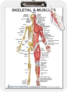 Muscle Anatomy and Skeletal Dry Erase Clipboard Two Sided (Muscle)
