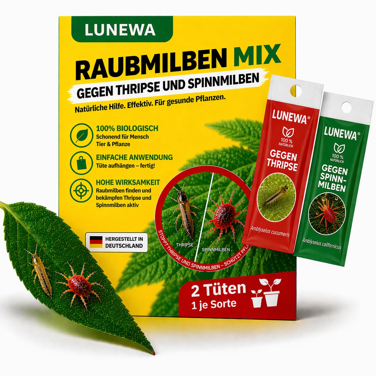 Lebende Insekten - Mix