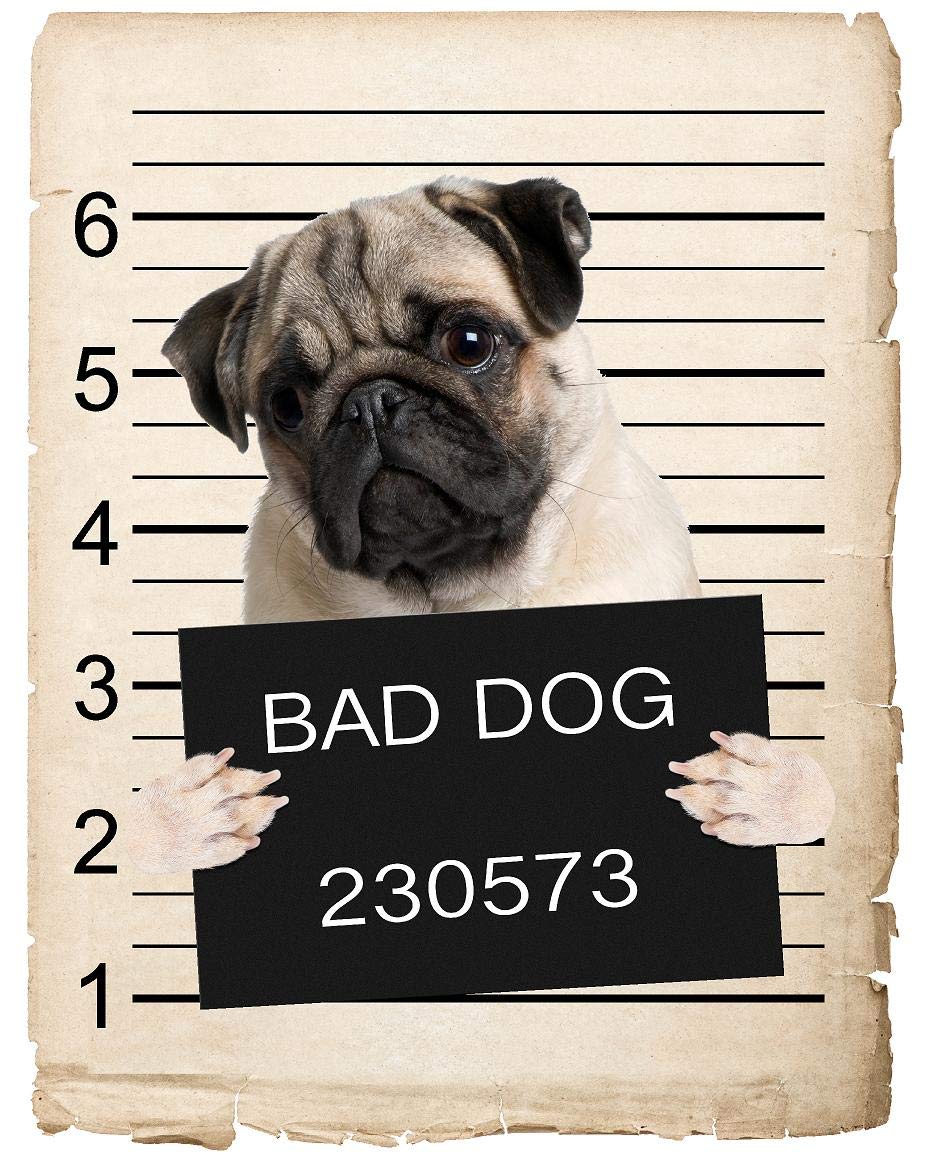 Amazon.com: Pug Dog Mugshot Magnet 4x7 in – Fun and Playful Decor