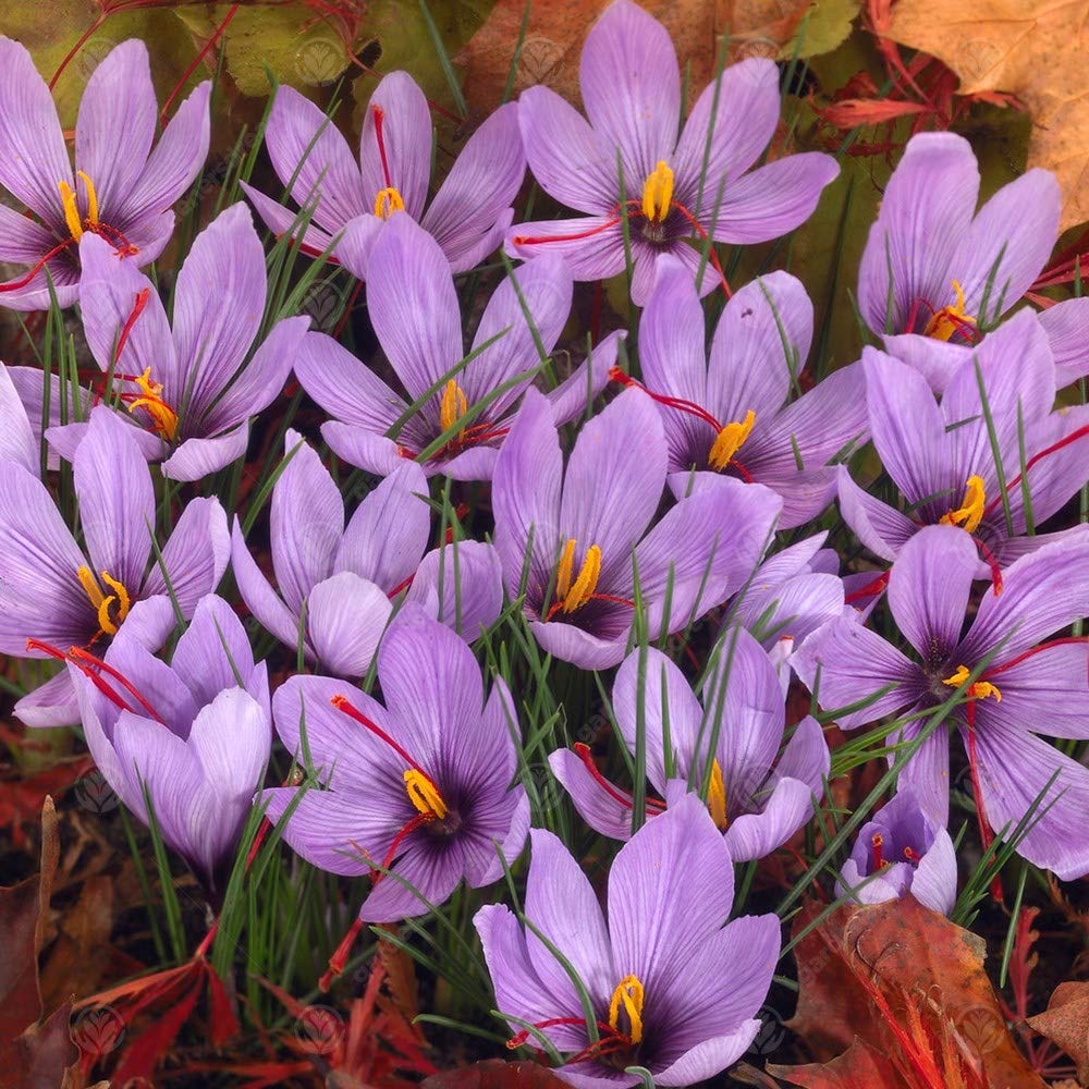 Crocus Sativus, bulbi da giardino a fioritura precoce, resistenti, piante da interno e esterno.