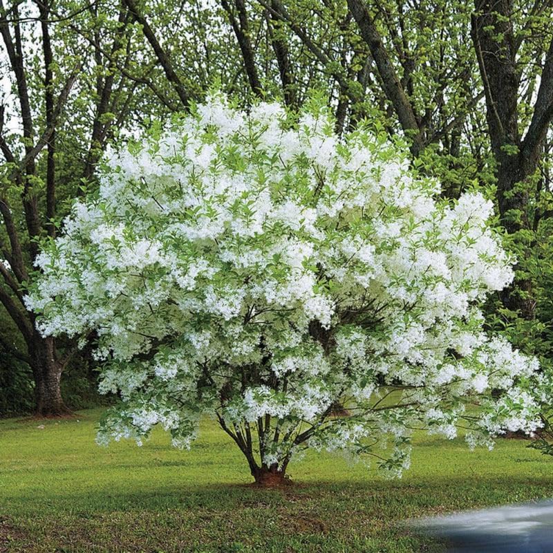 Live Fringe Tree in Pot, Live White Fringetree Tree Plant, 8 to 10 Inch Tall Fringe Tree Plant in Pot, Perennial White Fringe Flower Tree Plant, Ready to Plant Outdoor Garden