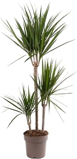 Dragon Tree Large Indoor House Plant Real Evergreen Tall Exotic Big Rare Plants (90-100cm (Incl. Pot))