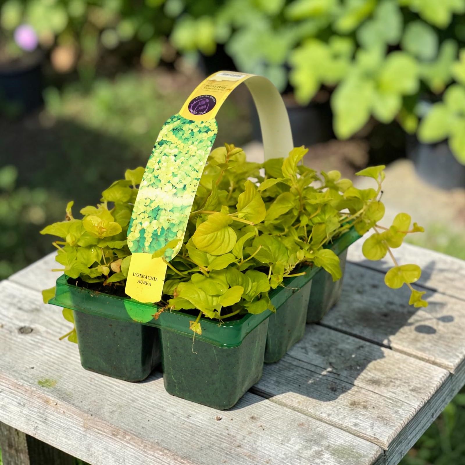 Carbeth Plants Lysimachia Creeping Jenny 6 Pack - Trailing Perennial Shrubs