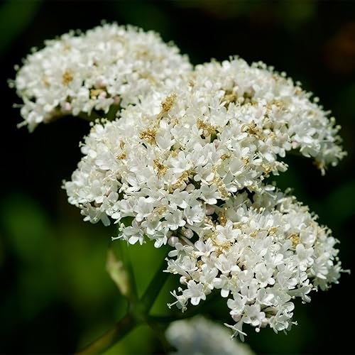Miniatura 2 de Semillas de valeriana (Valeriana officinalis) Más de 30 semillas de hierbas medicinales raras en cápsulas de semillas congeladas para The Gardener &