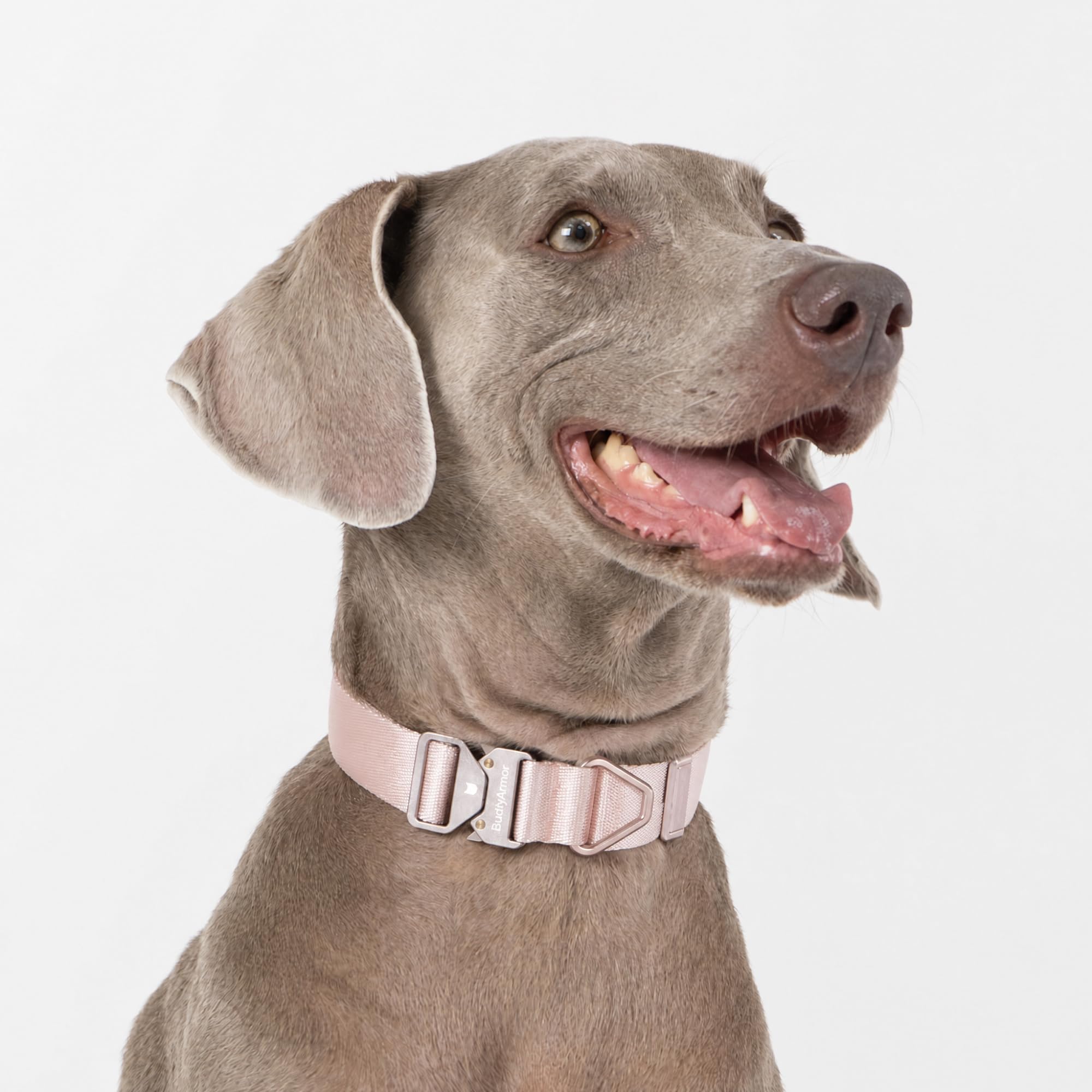 Collare leggero per cani in lega di alluminio, robusto collare in nylon, per cani di taglia media e grande, chiusura rapida, anello a D in alluminio, regolabile, per attività all'aperto e