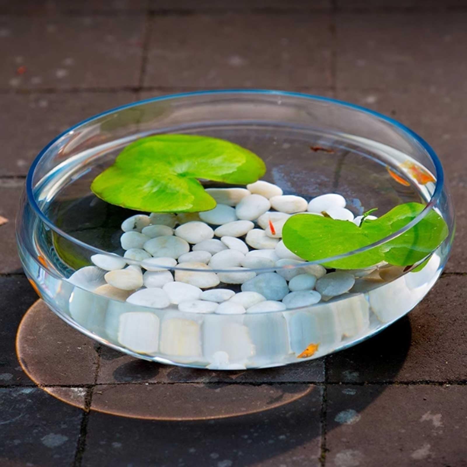 Acuario Tanque de peces de vidrio grande, diámetro ancho, tanque de peces en forma de cuenco, tanque de tortuga transparente, decoración de escritorio, planta hidropónica, macetero Acuario(Grande)