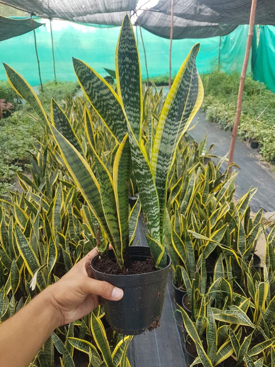 Duomus Live Air Purifier Green Yellow Shade Snake Plant With Black Plastic Pot 4 Inch Size 1feet Plant (B0BST2B1R8) Amazon Price History, Amazon Price Tracker