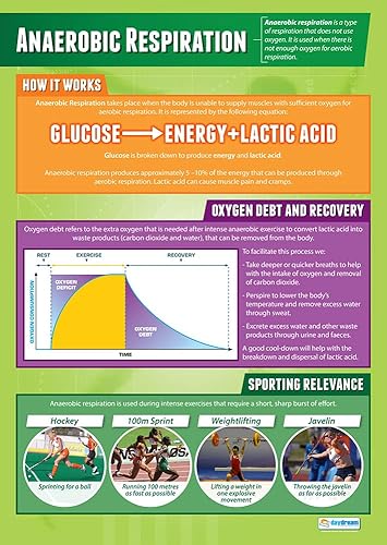 Daydream Education Respiración anaeróbica | Pósteres de PE | Papel laminado brillante que mide 33 x 23.5 pulgadas | Gráficos de educación física