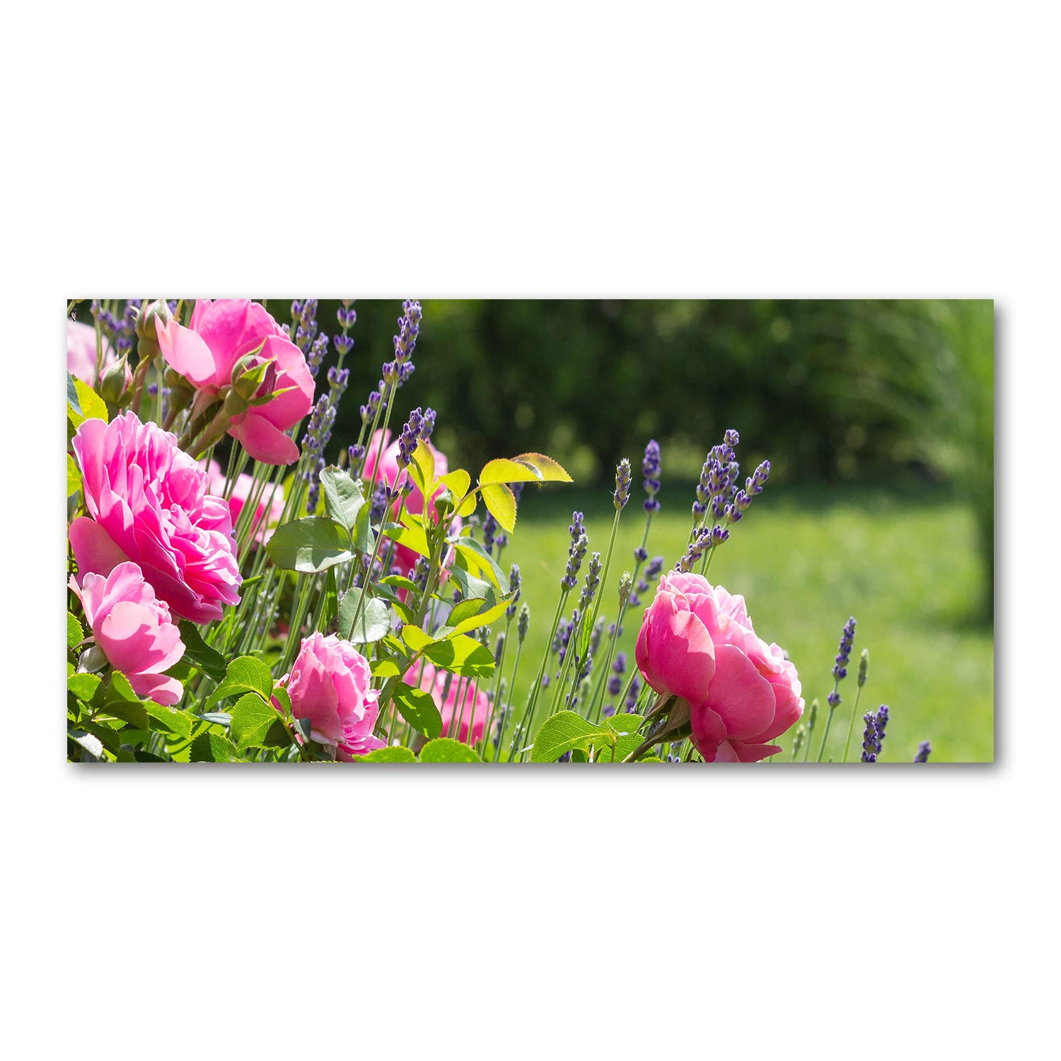 Tableau Verre 120x60 Rose Sauvage - Décoration Murale Panoramique Fleurs
