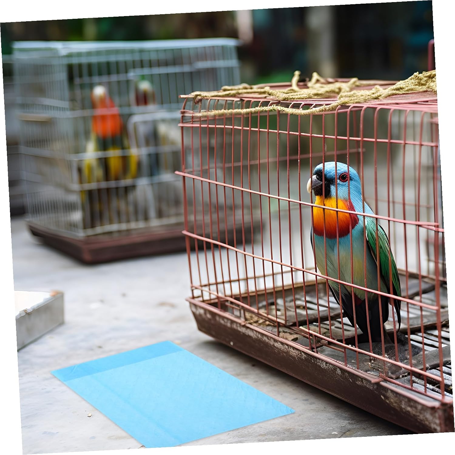 10 Pcs Sky-Colored Bird Cage Pad Paper Water-Absorbing Parrot Cage Chassis Liners with Bottom PE Non-Woven Fabric for Daily Bird Dung Absorption