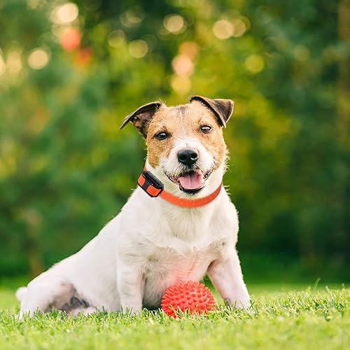 Miniatura 5 de Educator Puntos de contacto de la marca para collares de entrenamiento remoto de perros E-Collar, titanio, corto de 58 pulgadas