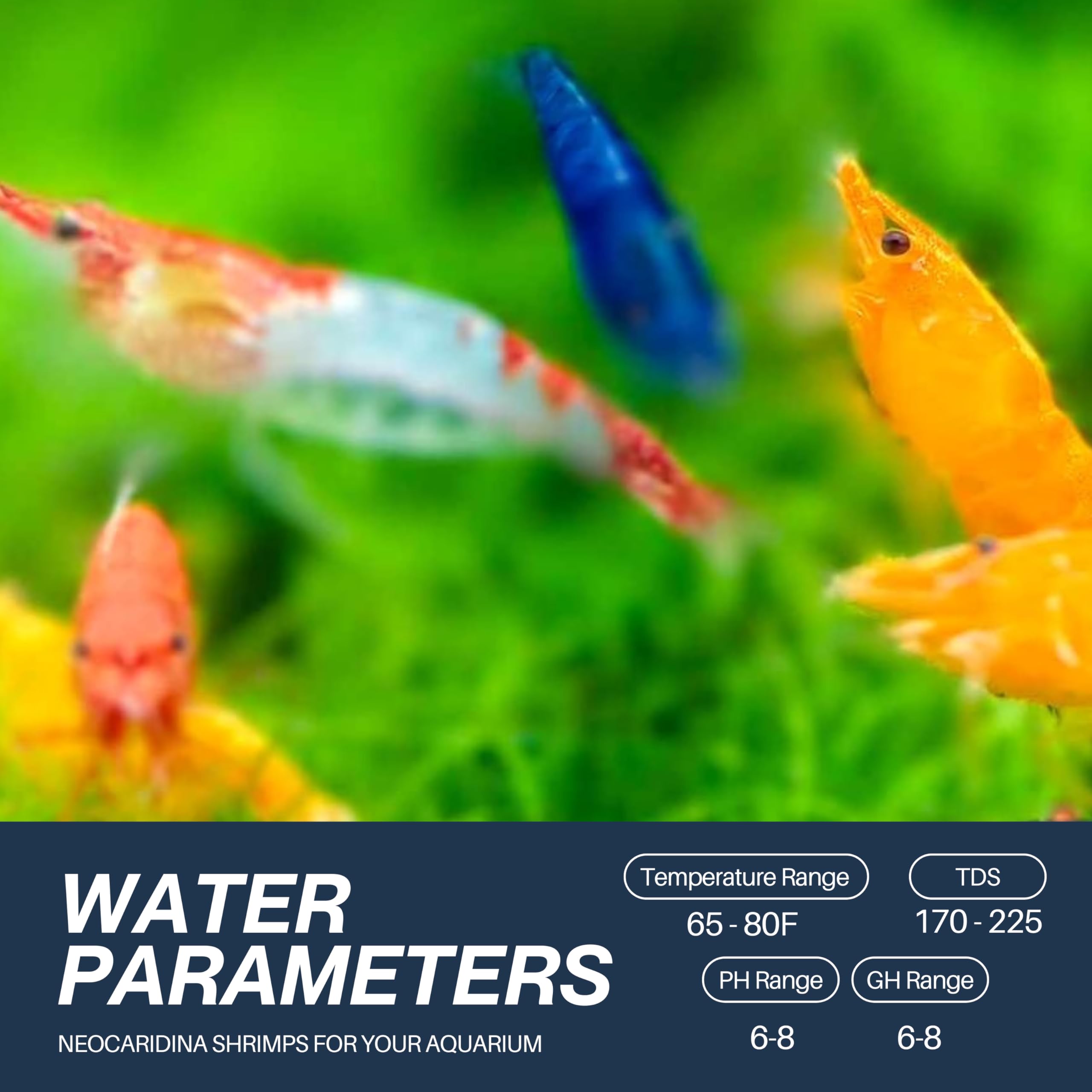 Mix Neocaridina Garnelen für lebende Garnelen Süßwasser-Aquarium - Lebendgarnelen-Ankunftsgarantie (50 Stück, gemischt)