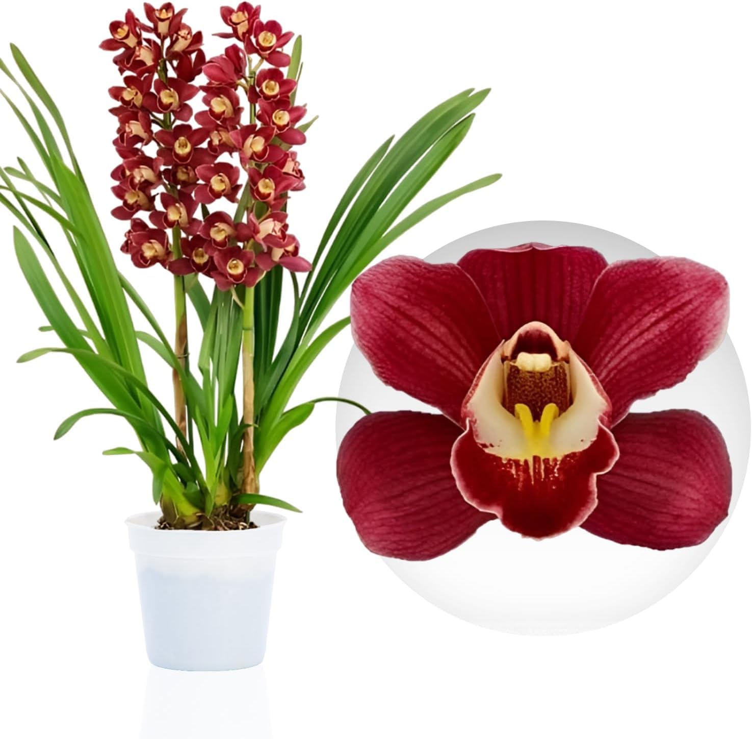 Orquídeas Cymbidium rojas, 1 planta grande de interior de Holanda, de 60-70 cm de altura, en maceta de 14 cm, con flores y fragancia