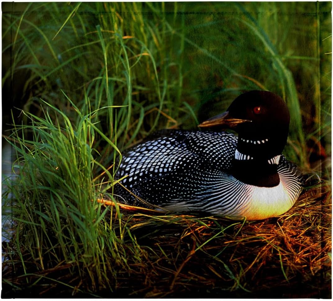 3dRose Minnesota, Common Loon Bird, Leech Lake - US24 PHA0015 - Peter Hawkins 22x30 Bath Hand Pool Towel