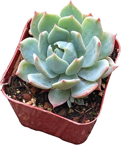 Miniatura 2 de Plantas suculentas de cactus vivos de USKC (maceta de 2 pulgadas Echeveria Blue Bird)