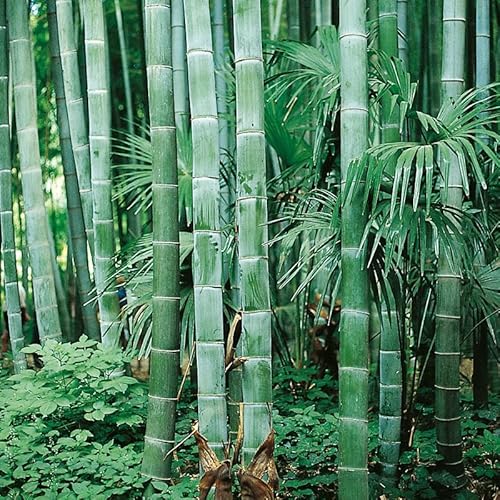 Bambù Moso Phyllostachis Edulis, 50 Semi Moso Bamboo Phyllostachis Edulis, Seeds