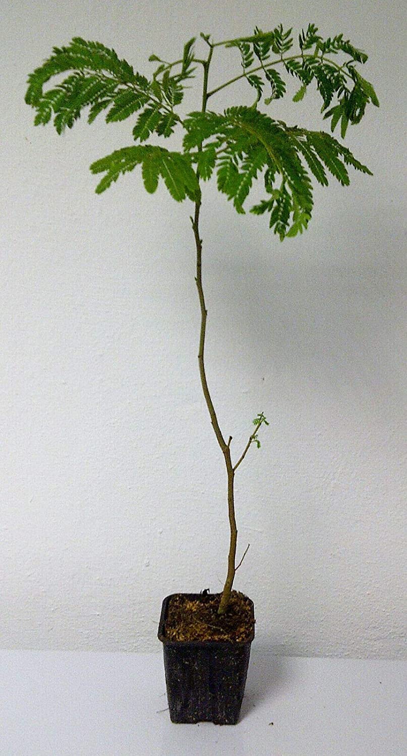 Seidenbaum Albizia julibrissin Pflanze 45-50cm Schlafbaum Seidenakazie Rarität