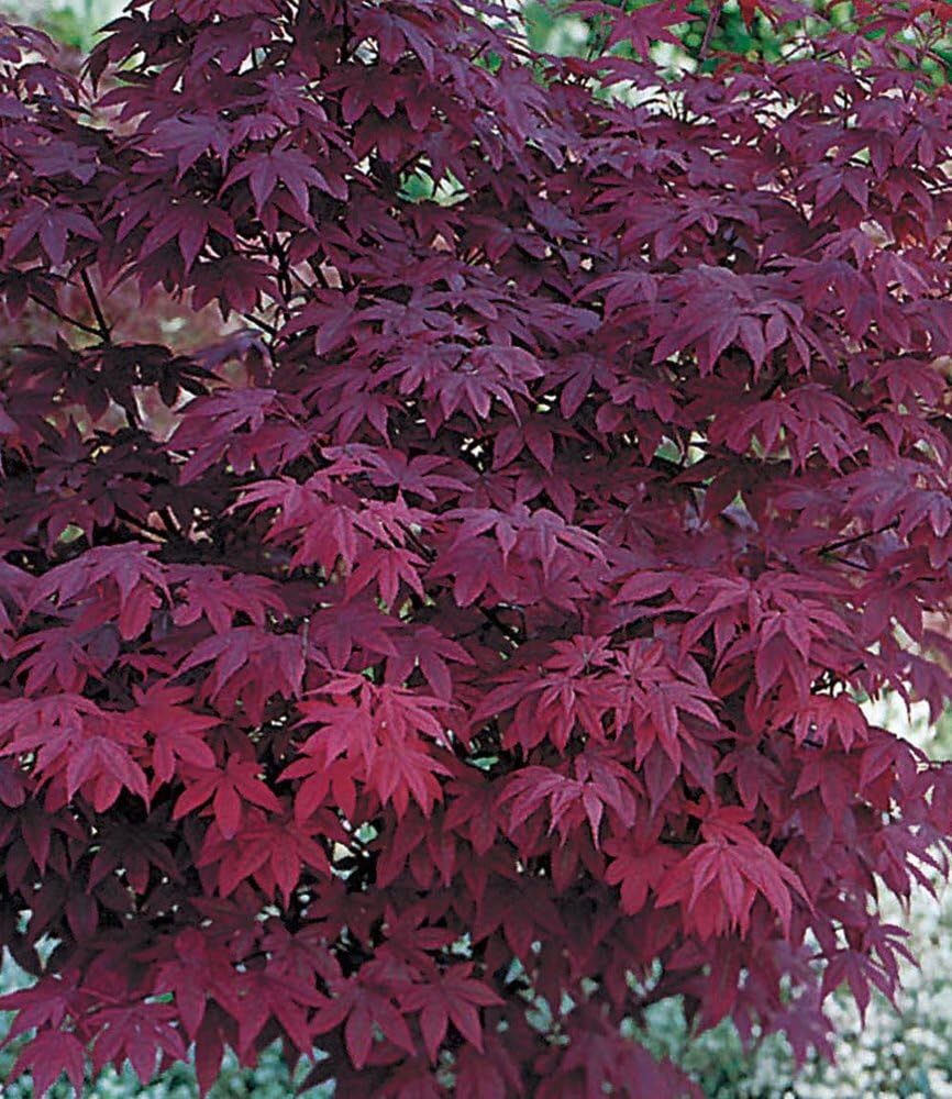 BALDUR Garten 2er Japanische Ahorn Kollektion winterhart, Pflanzen im 12 cm-Topf, Ahornbaum, Fächerahorn, winterhart, pflegeleicht, Acer palmatum, Acer palmatum atropurpureum