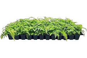 Japanese Painted Fern: 10 Live Plants for a Lush Foliage Accent in Your Shady Garden