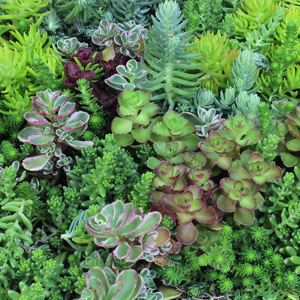 Sedum Tile Succulent Planter with 20 Pack Assorted Live Succulent Plants