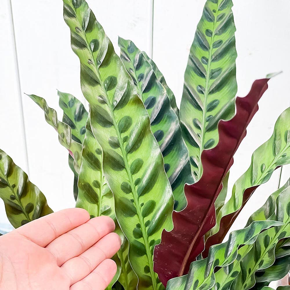 Amazon.co.jp: PLANCHU 観葉植物 カラテア ランキフォリア 6号鉢