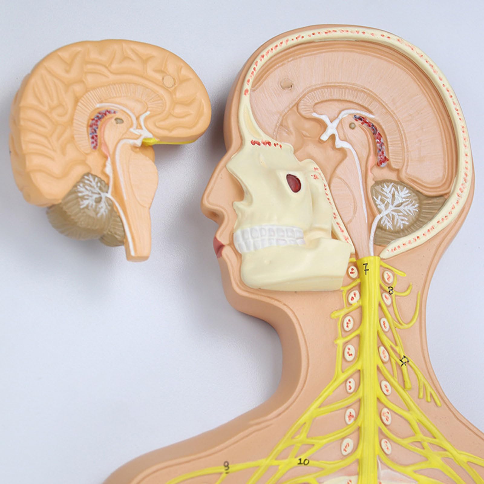 Modelo del Sistema Nervioso Humano, Anatomía Cerebral, Nervios Espinales, Modelos Anatómicos del Esqueleto, Herramienta De Enseñanza Médica, Equipo Educativo.