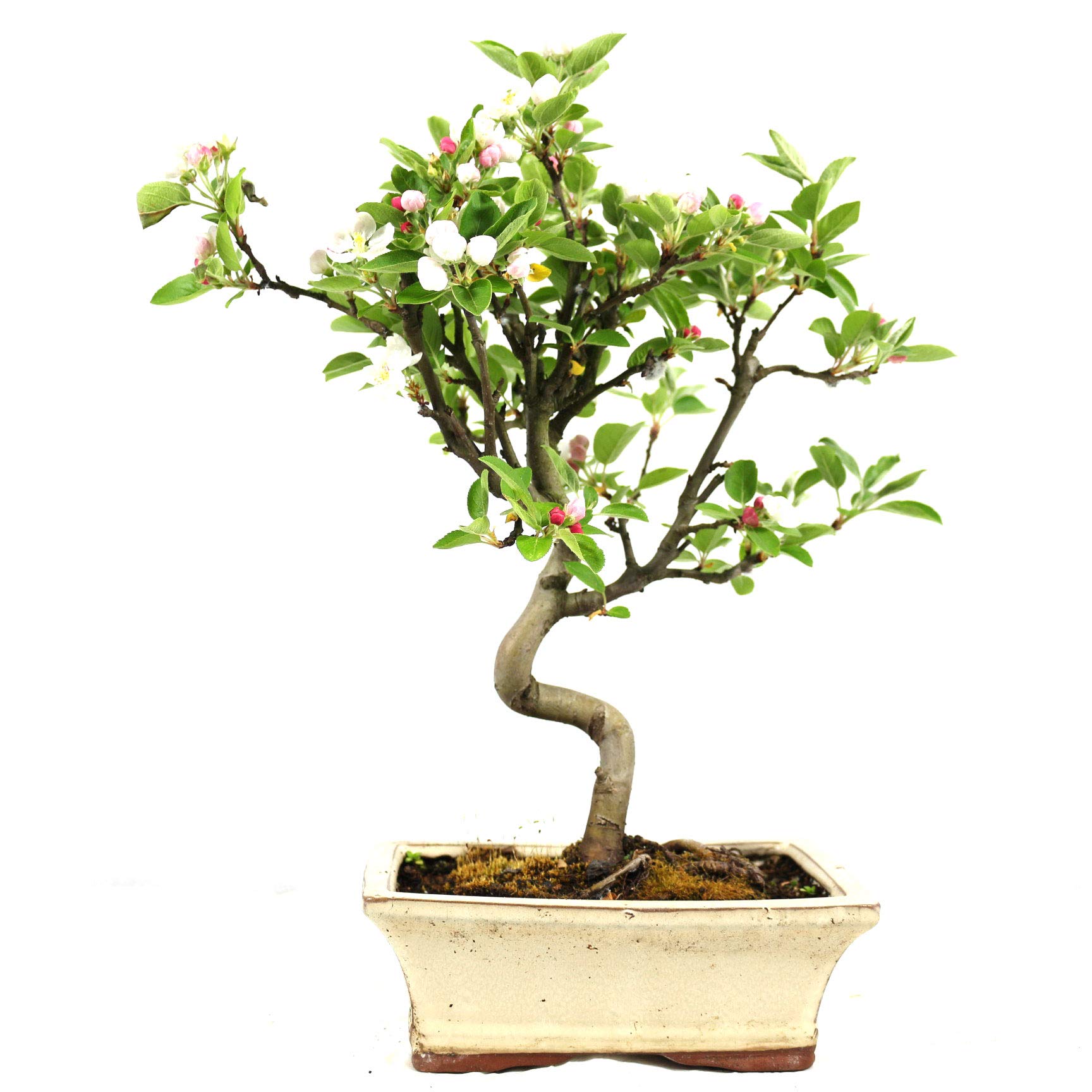 Manzano ornamental, Malus, bonsái para exterior, 8 años, altura 32 cm