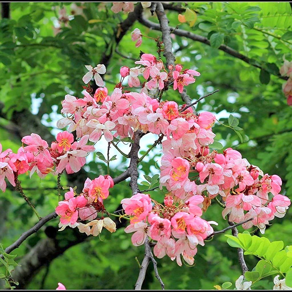 GREEN WORLD CASSIA JAVANICA/APPLE BLOSSOM TREE SEEDS FOR FARMING & GARDENING (10 GMS SEEDS PACK) (B09B9QYZHF) Amazon Price History, Amazon Price Tracker
