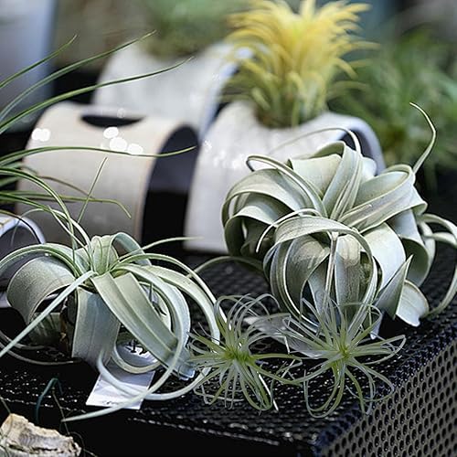 Miniatura 5 de 2 plantas de aire artificiales flocadas de Tillandsia - Bromelias artificiales para interiores y exteriores, jardín y decoración del hogar,