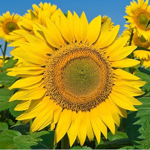 Miniatura 5 de Skyscraper - Semillas de girasol para plantar, más de 100 semillas de reliquia, crece de 15 a 20 pies de altura con flores gigantes, sin OMG,