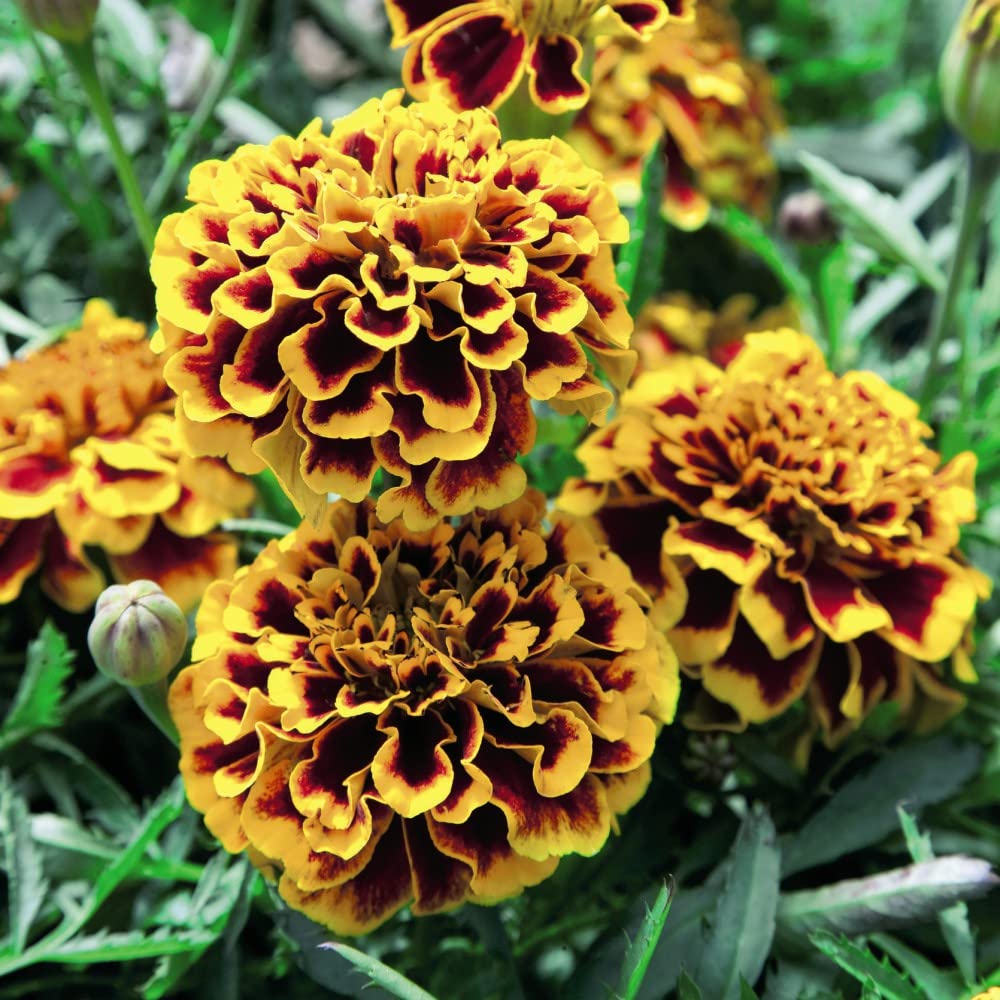 French Marigold Seeds 'Colossus' Tagetes patula Half-Hardy Annual Giant Orange Red Edible Blooms Easy to Grow Your Own Garden Bedding Flowers 1x Packet (Approx. 150 Seeds) By Thompson and Morgan