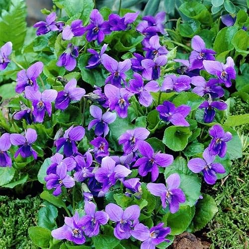 Miniatura 2 de Más de 300 semillas de flores perennes de violeta dulce para plantar al aire libre reliquia sin OMG