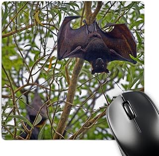 3dRose Australia, No. Territory, Kakadu NP, Black Flying Fox - Mouse Pad, 8 by 8 inches (mp_72304_1)