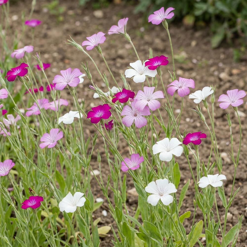 Agrostemma Queen Formula Mix Seeds – Corncockle Flower Mix – Tall Hardy Annual – White, Pink & Mauve Blooms – Ideal for Borders & Cut Flowers