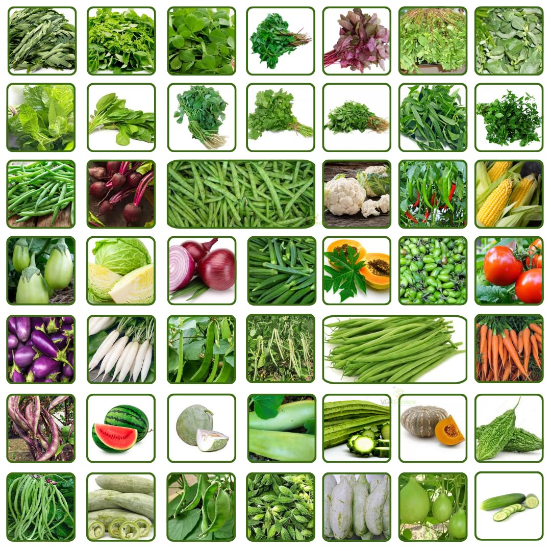VGR Gardens? Vegetable Seeds Bank For Home Garden 45 Varieties -2000 + Seeds (Organic Country Seeds) (B0DBG4MGJW) Amazon Price History, Amazon Price Tracker