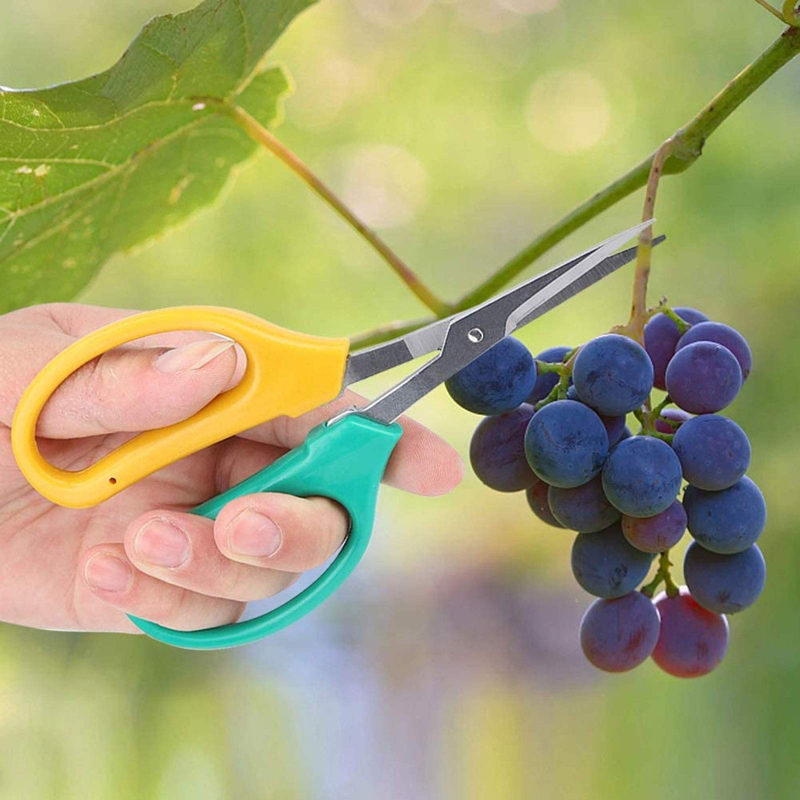 Gartenschere für die Gartenarbeit, Edelstahl, Garten-Bonsai, Bonsai-Schere, Trauben-Schere, stoßdämpfendes Kissen, Gärten, Blumen, für Obstbäume, Baumschule