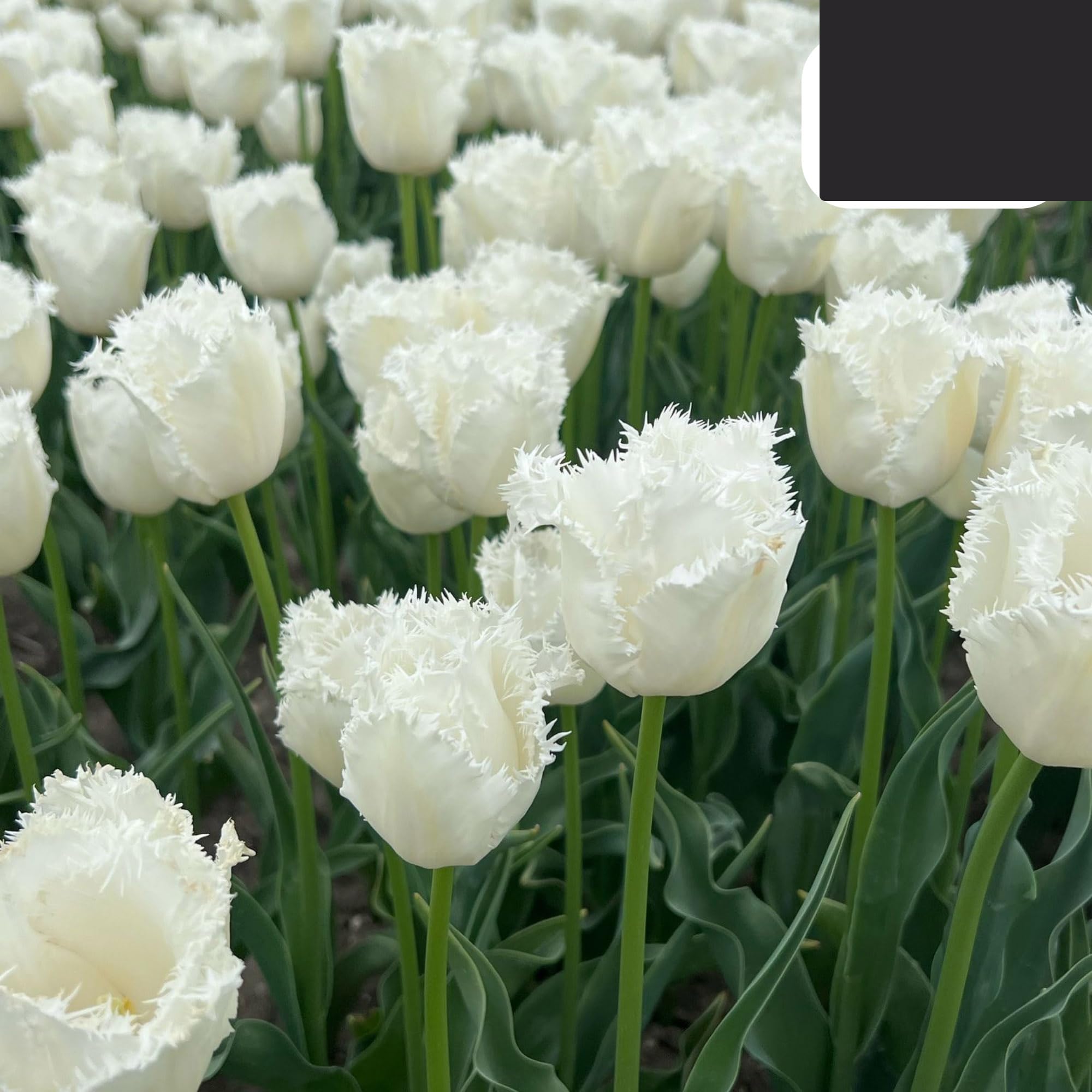 Bombillas Tulipán Luna de Miel | 20 Piezas - Tulipán Blanco Dentado - 30-50cm - Ø5cm - bulbo de flor - Planta de jardín