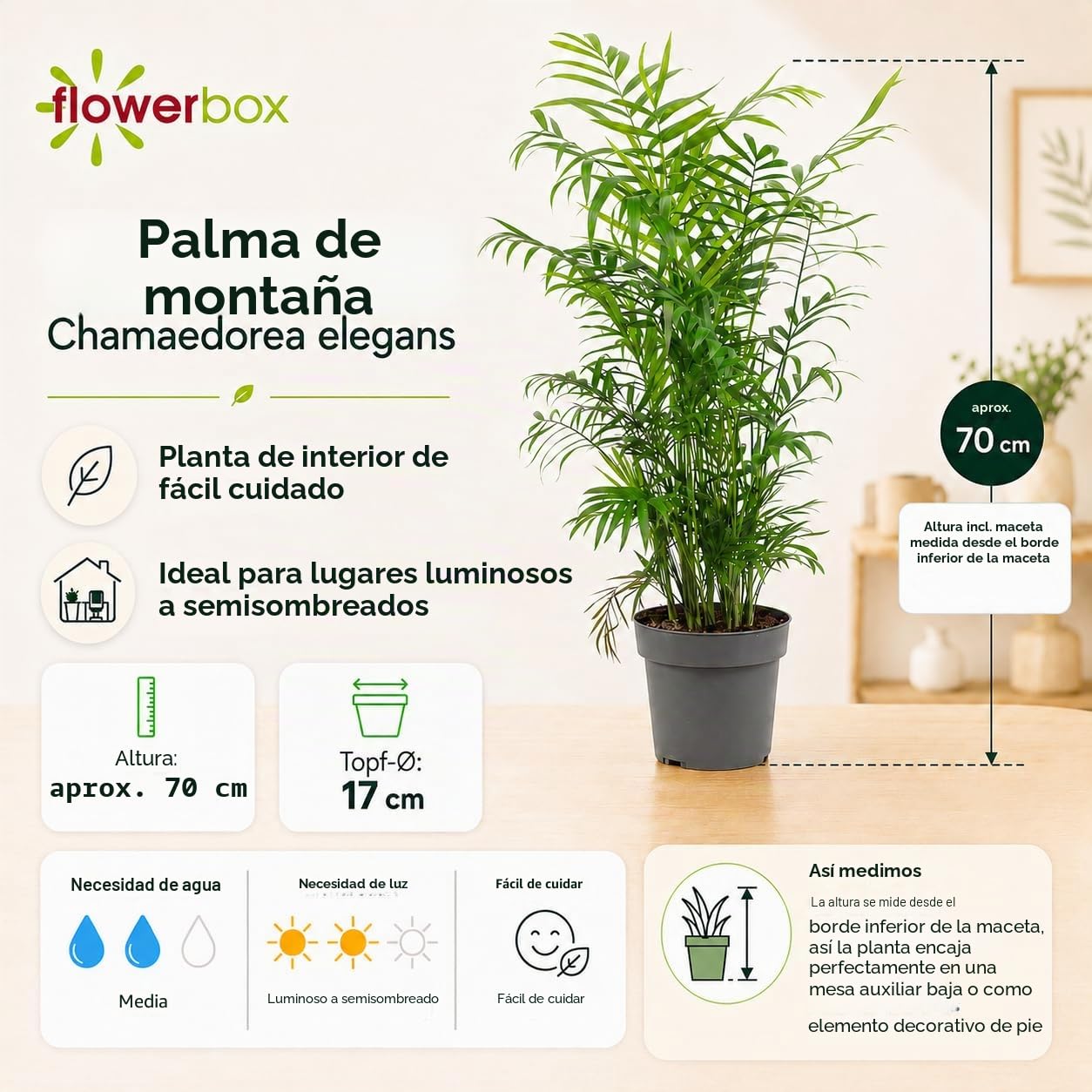 Palmera de salón - planta de interior fácil de cuidar, Chamaedorea elegans - altura aprox. 70 cm, diámetro de la maceta 17 cm
