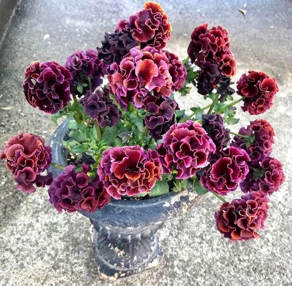 フリル咲き中輪パンジー　ポンゼヴェールCOCOウィンク3寸鉢ごと4個　苗　植物 フリル咲き中輪パンジー ポンゼヴェールCOCO ウィンク 3寸鉢ごと