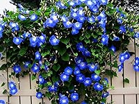 CZ Grain Blue Morning Glory Seeds - 100 Climbing Vine Seeds for Stunning Garden Flowers & Trellises