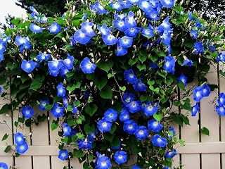 CZ Grain Blue Morning Glory Seeds - 100 Climbing Vine Seeds for Stunning Garden Flowers & Trellises