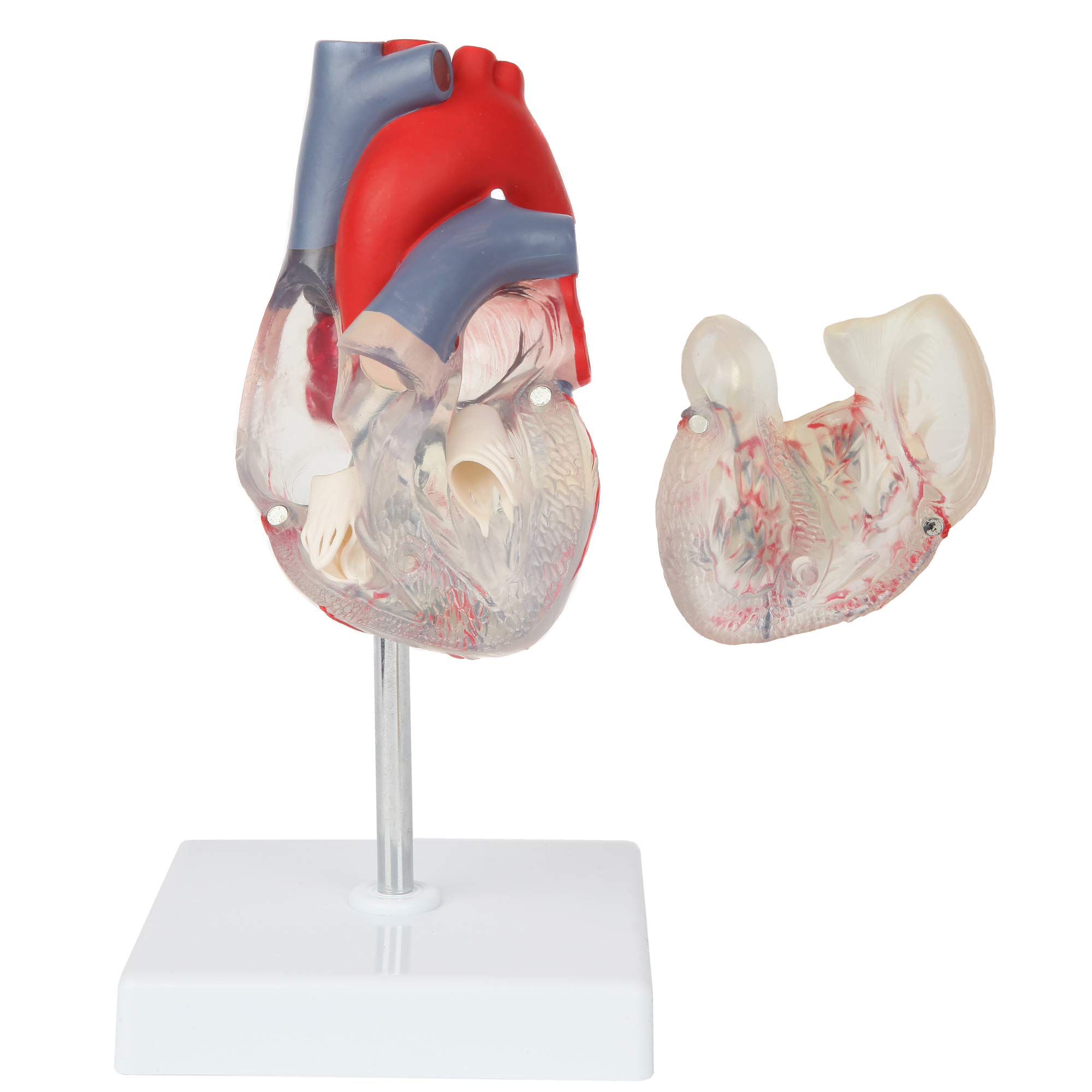 Amazon.co.jp: Axis Scientific Heart Model、透明2パーツ