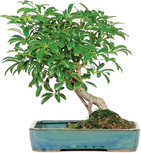 Miniatura 17 de Brussel's Live Hawaiian Umbrella - Árbol bonsái para interiores en maceta de roca (paquete de 2) – 5 años de edad; 5 a 8 pulgadas de alto