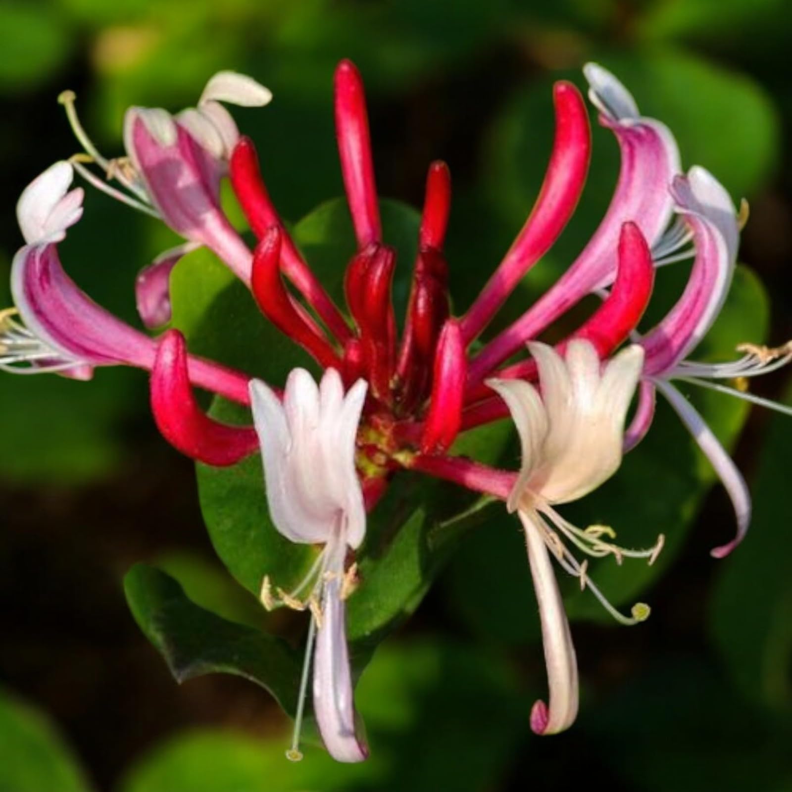 Carbeth Plants Lonicera Red World Honeysuckle in 9cm Pot - Scented Climbing Plant - Hardy Garden Ready Climber (1)
