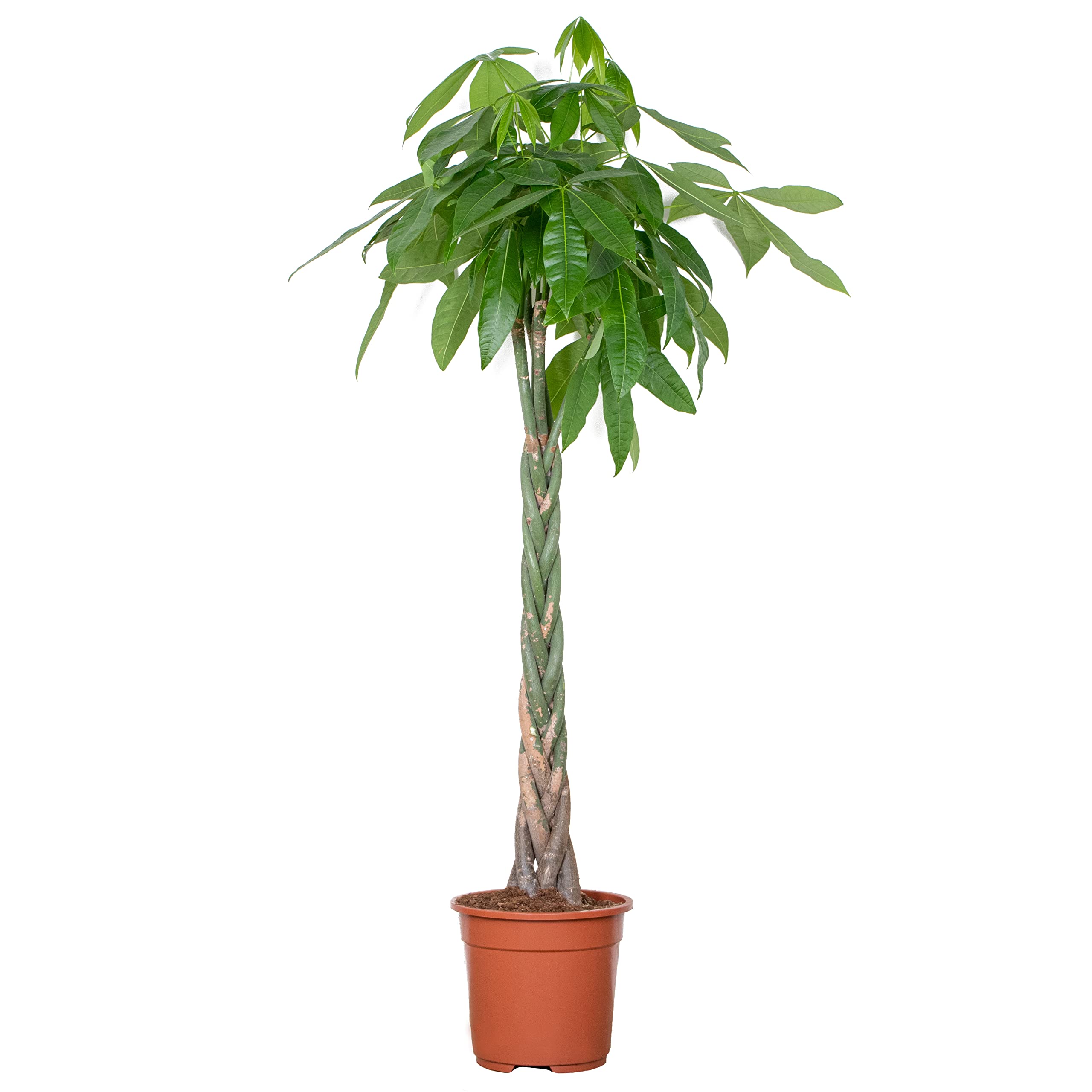 Bloomique - Pachira Aquatica - Glückskastanie - Zimmerpflanzen Groß - Luftreinigend - Pflegeleicht - Höhe 130-150 cm - Topf 27 cm