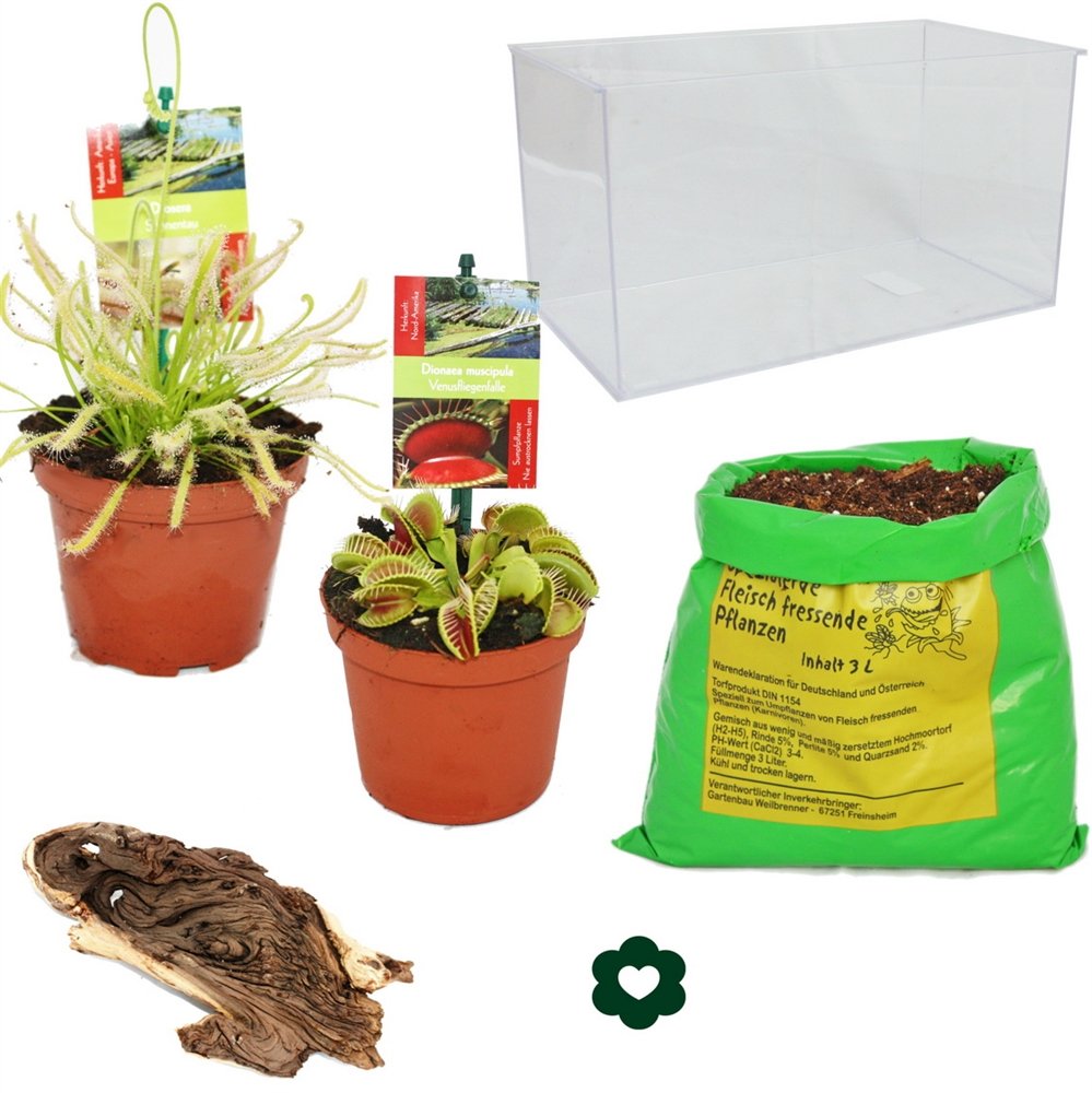Plantes carnivores - Aquarium à l'usine propre - petits