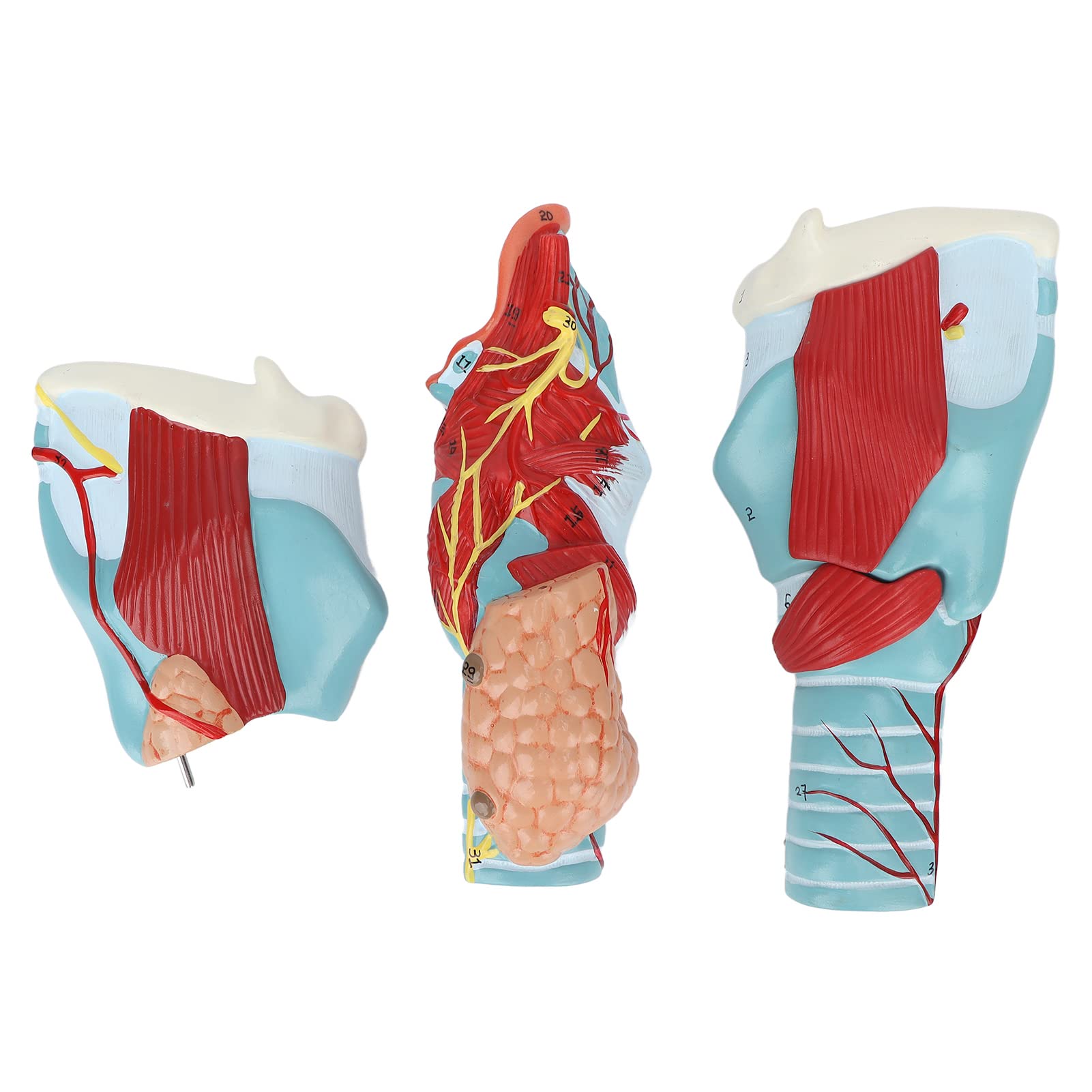 Menschliche Kehlkopfanatomie Kehlkopfmodell, Kehlkopf Anatomie Modell mit 2X Vergrößertem Kehlkopf, Laryngopharyngeal Anatomisches Modell Studienmodell Wissenschaft Medicalstudents Lehrmittel