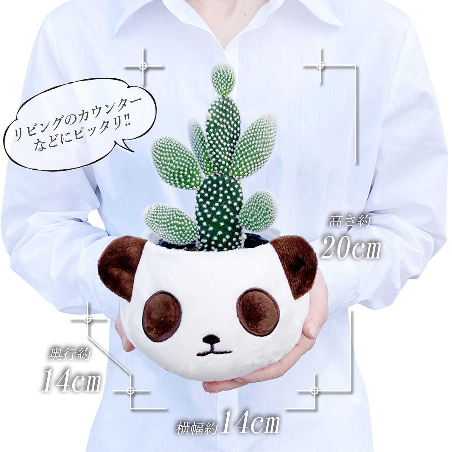 Amazon｜花のギフト社 さぼてん ウチワサボテン パンダバスケット